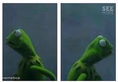 Kermit looking left and right