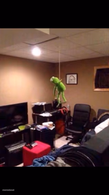 Kermit the Frog Here