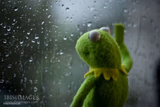 kermit window