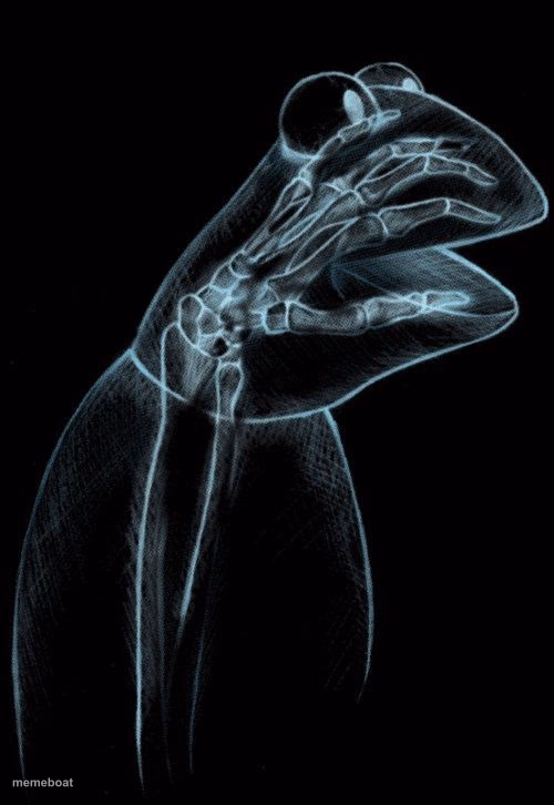 Kermit xray - meme generator image preview