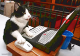 Keyboard Cat