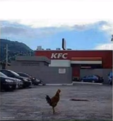 KFC Chicken