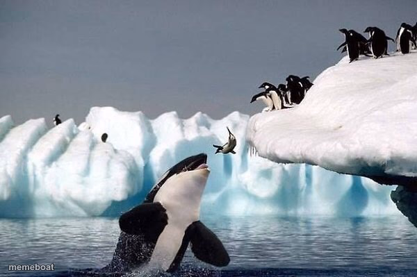 Killer whale - meme generator image preview