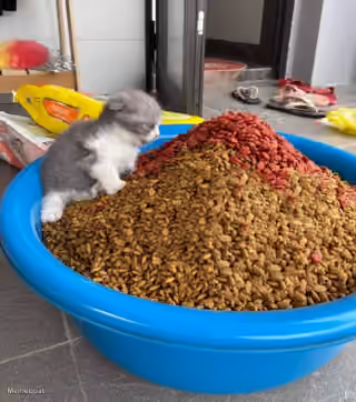 Kitten and Mountain of Food