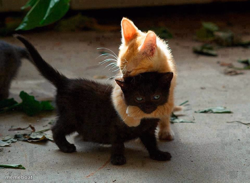 kitten hug - meme generator image preview