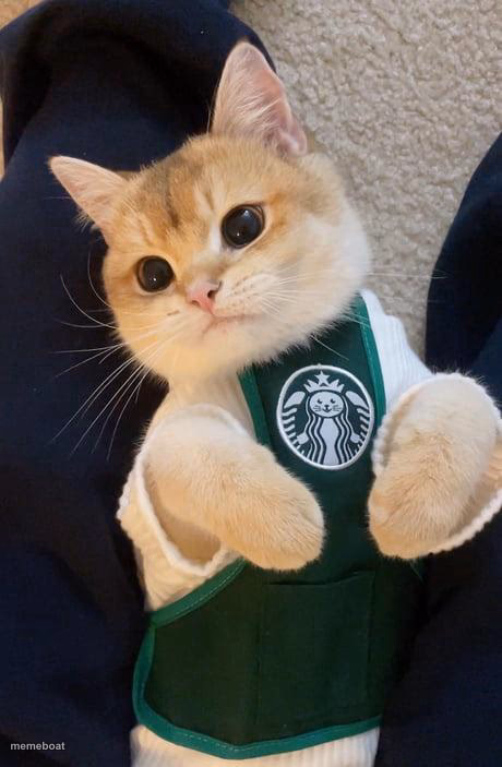 Kitty Barista - meme generator image preview