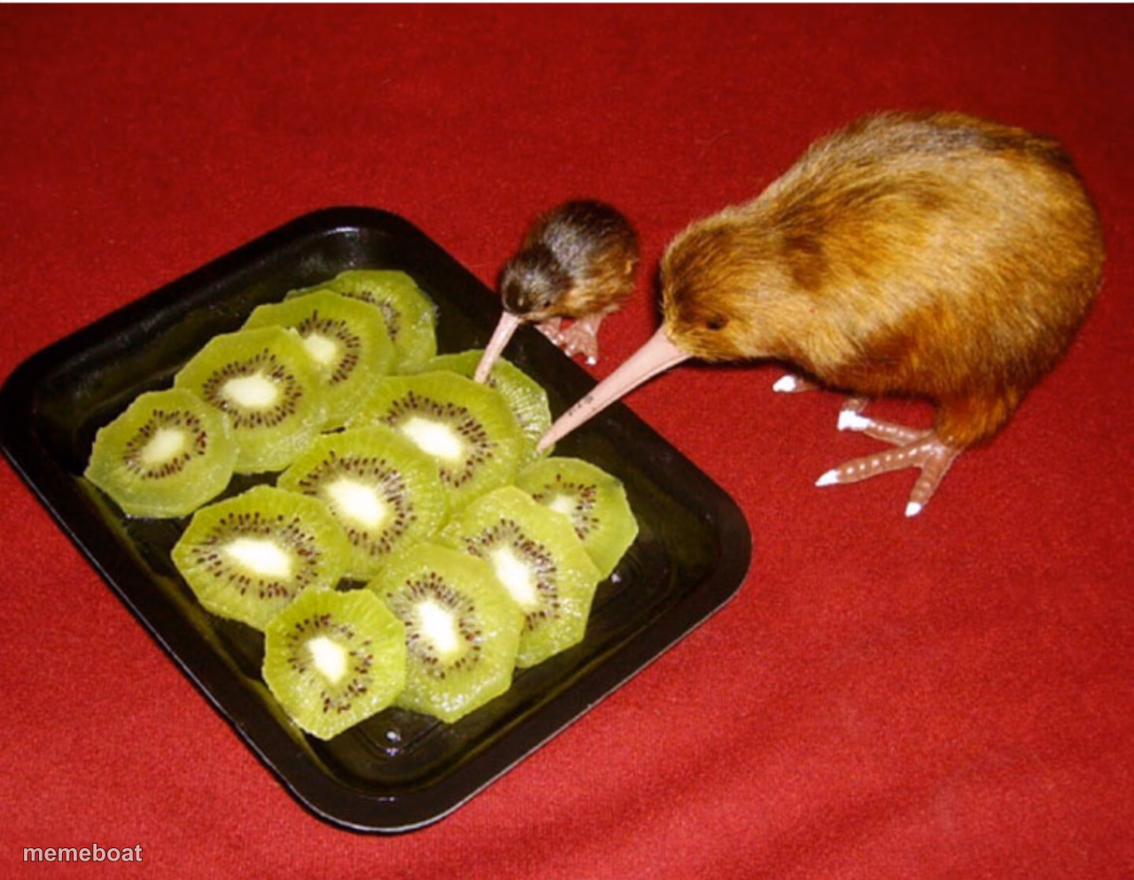 Kiwi Cannibalism - meme generator image preview