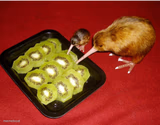 Kiwi Cannibalism
