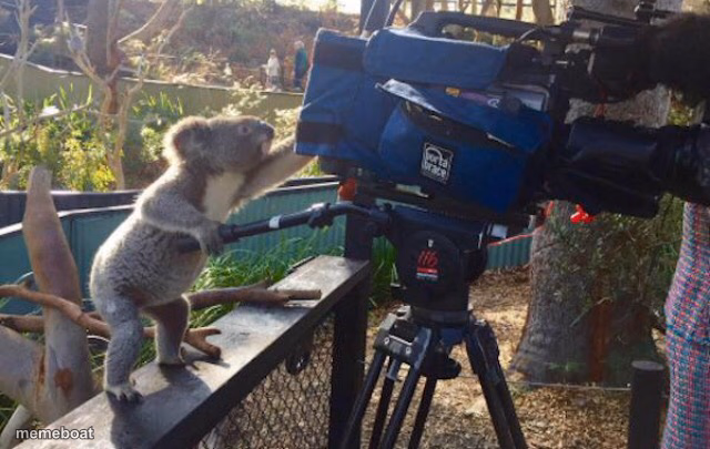 Koala Cameraman - meme generator image preview