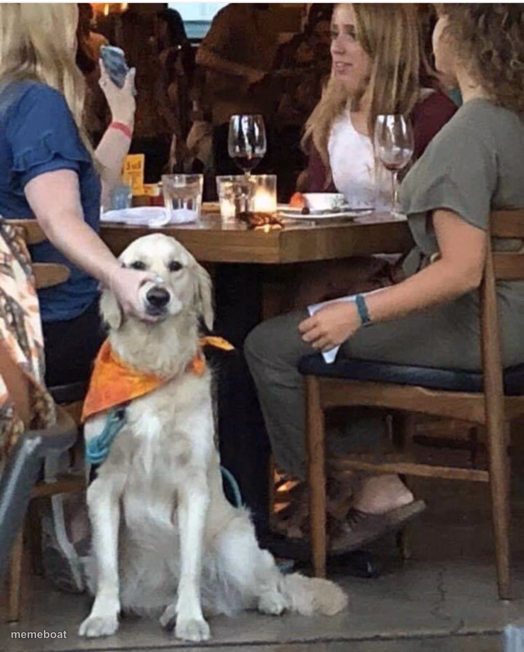 Lady holding dog mouth closed - meme generator image preview