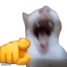 laughing cat - meme generator image preview