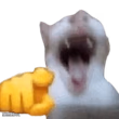 laughing cat