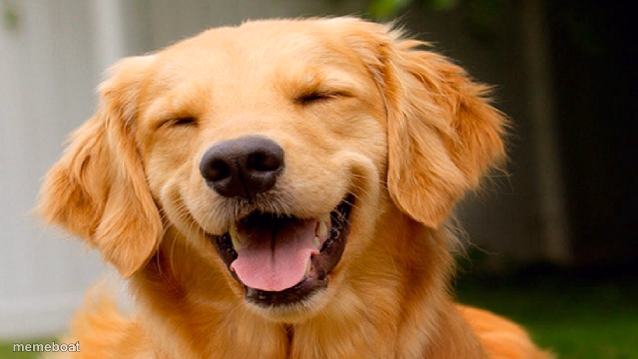 Laughing Dog - meme generator image preview