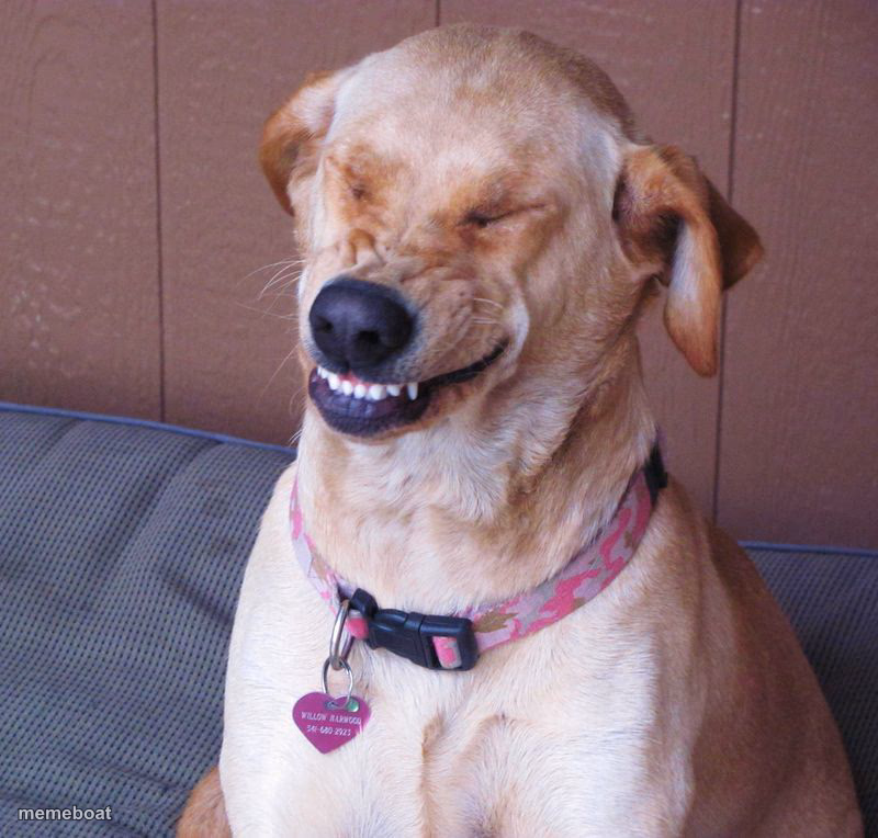 laughing dog - meme generator image preview