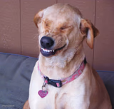 laughing dog