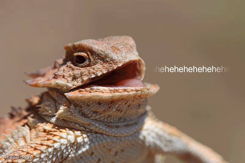 laughing lizard - meme generator image preview