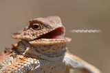 laughing lizard