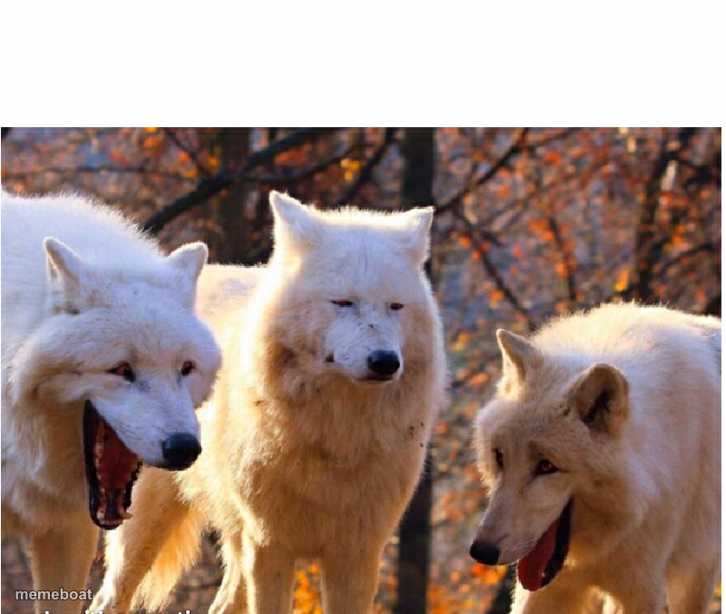 Laughing wolves - meme generator image preview