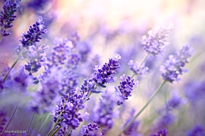 Lavender - meme generator image preview