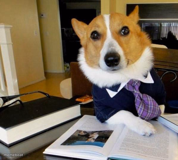 Lawyer Corgi Dog - meme generator image preview