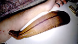 leech