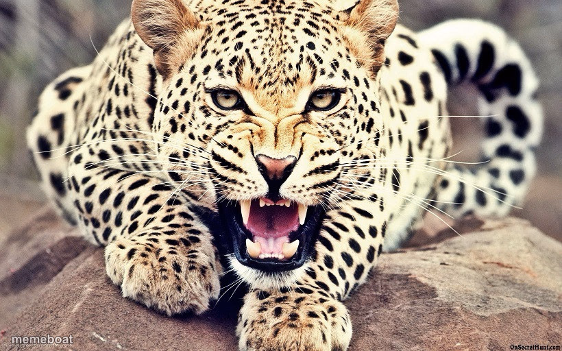 Leopard - meme generator image preview