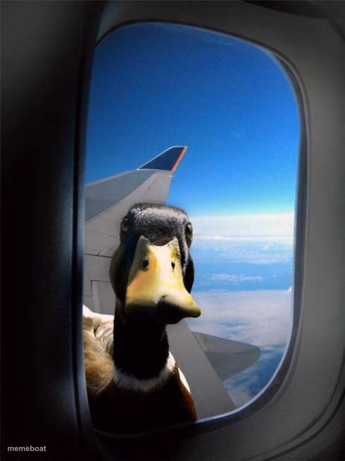Let Me In Duck - meme generator image preview