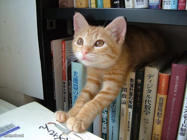 Library Cat - meme generator image preview
