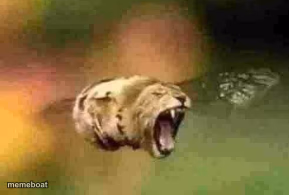 lion bee - meme generator image preview
