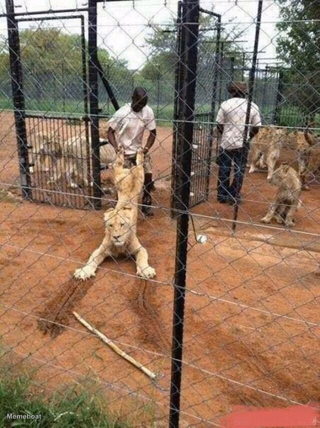 Lion Being Dragged Away by a Handler - meme generator image preview