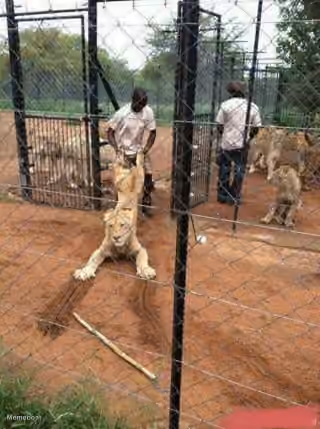 Lion Being Dragged Away by a Handler