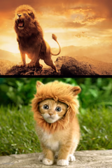 Lion expectations vs reality