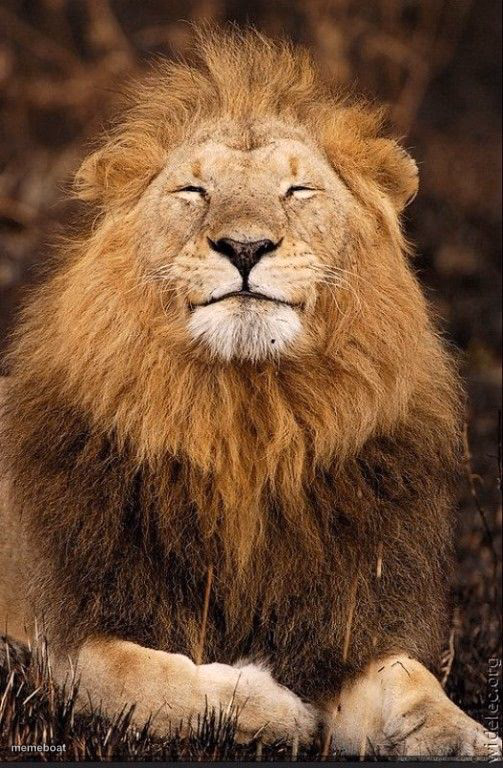 Lion Smiling - meme generator image preview