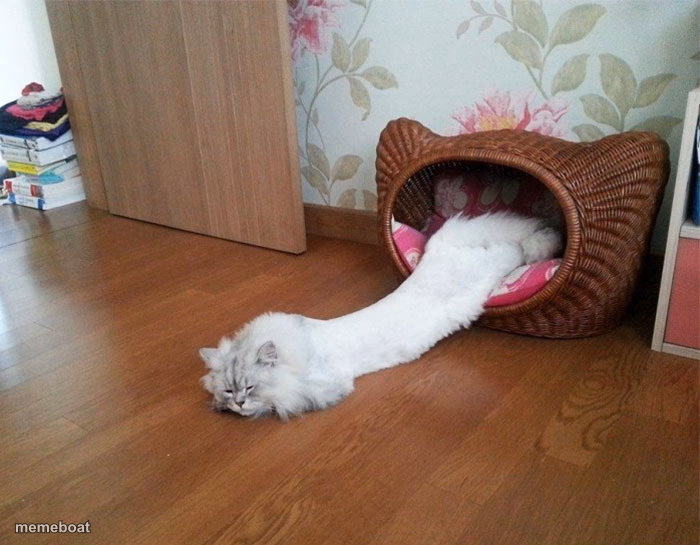 liqui-cat - meme generator image preview