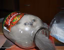 liquid cat