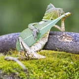 Lizard Music