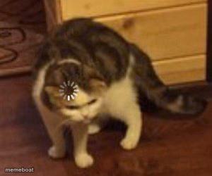 Loading cat - meme generator image preview