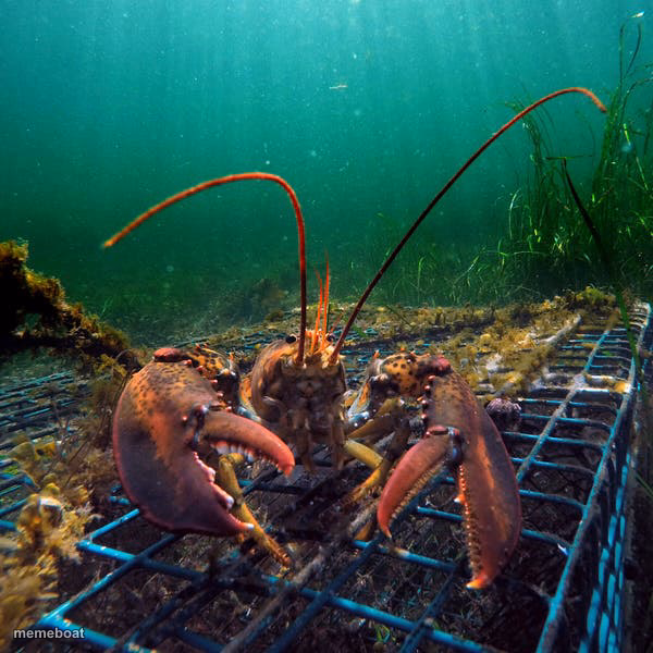 Lobster - meme generator image preview