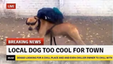 Local dog too cool for town