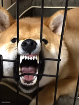 locked in horny jail