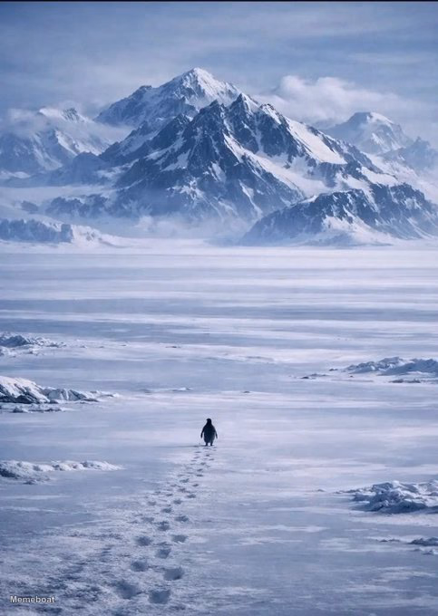 Lone Penguin to the Mountains - But Why - meme generator image preview