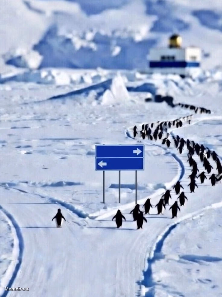 Lone Penguin Two Paths - meme generator image preview