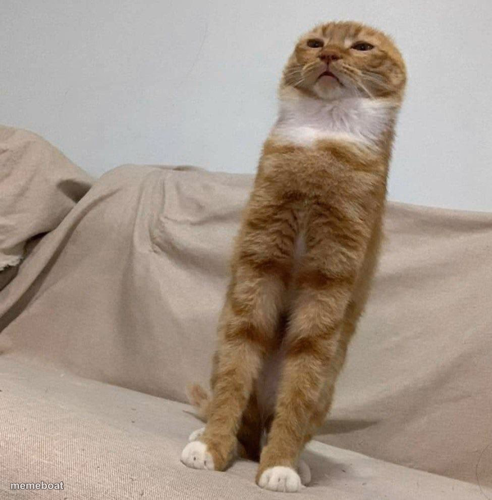 Long Condescending Cat - meme generator image preview
