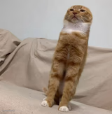 Long Condescending Cat