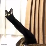 Long Neck Cat