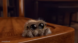 Lucas the Spider