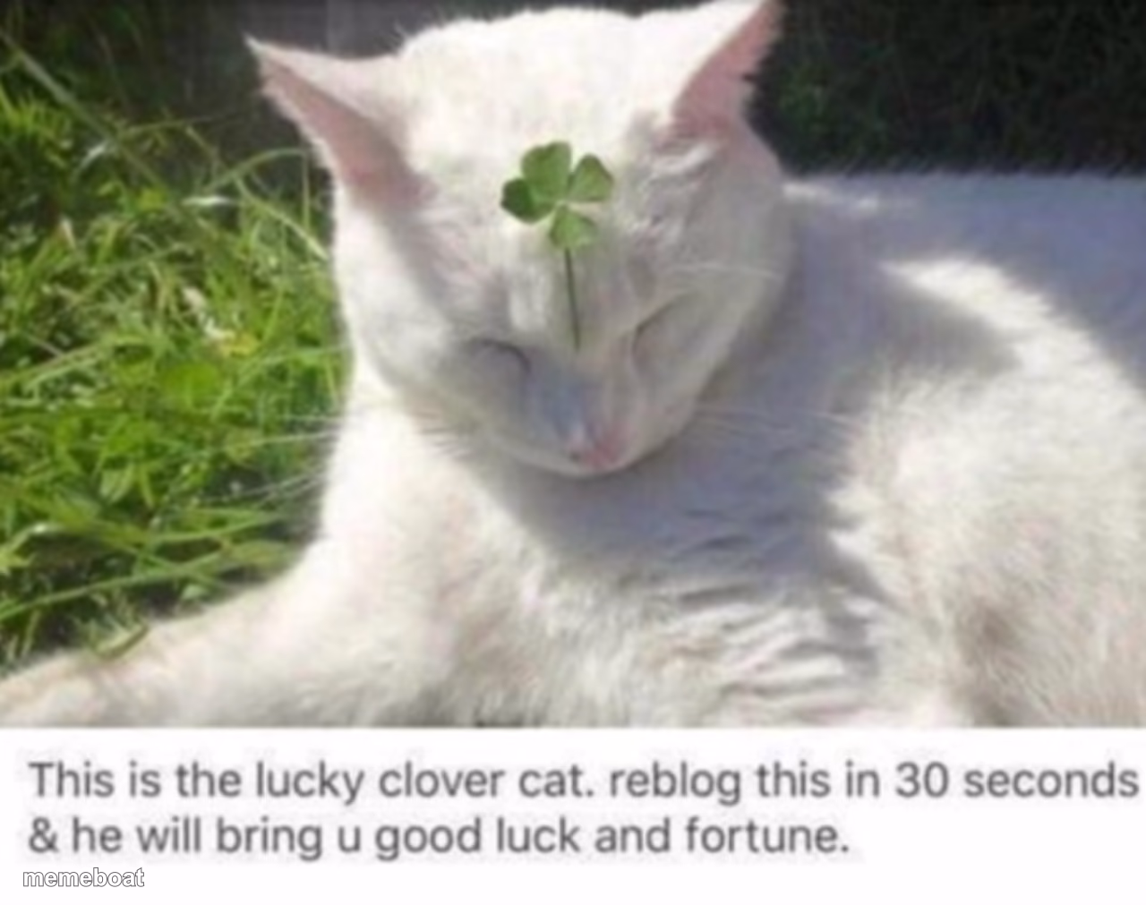 Lucky Clover Cat - meme generator image preview