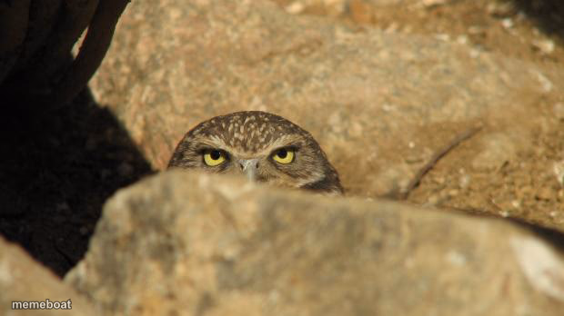 lurking - meme generator image preview