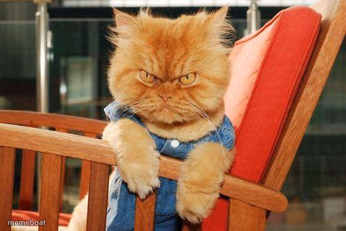 mad cat - meme generator image preview