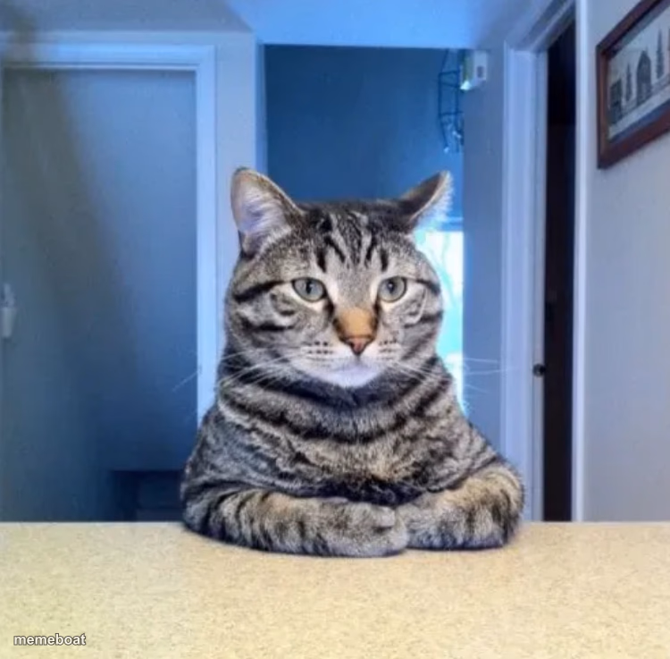 Mad Looking cat - meme generator image preview